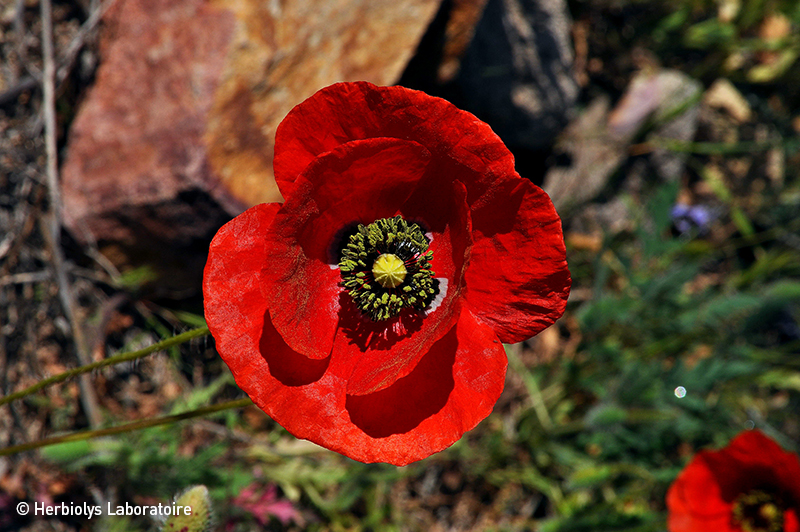 Phytothérapie de coquelicot - Plante fraîche bio - Herbiolys Laboratoire 